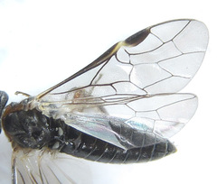 Dolerus gilvipes