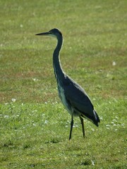 Ardea cinerea