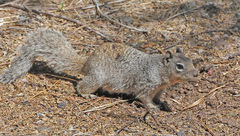 Rock Squirrel photo 5