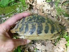 Testudo hermanni boettgeri