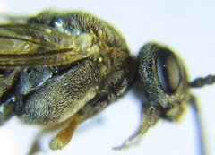 Dolerus gilvipes
