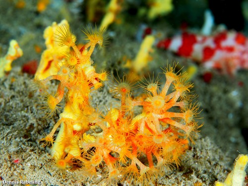 Yellow Cluster Anemone, Las Palmas, ES-CN, ES, photo 7 of 10