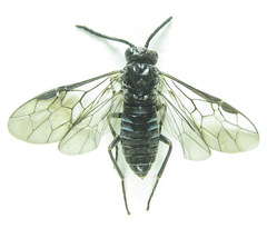 Empria parvula