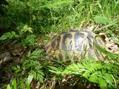 Testudo hermanni boettgeri