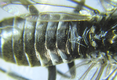 Empria parvula