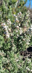 Eriocephalus racemosus
