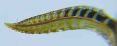 Empria parvula