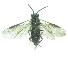 Empria parvula