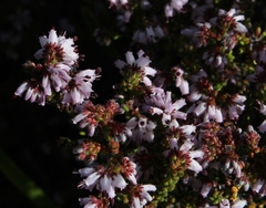 Erica ericoides