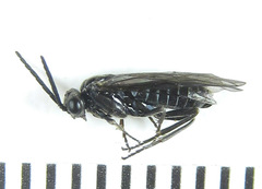 Empria parvula
