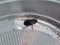 Licinus depressus