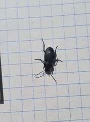 Licinus depressus