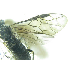 Empria parvula