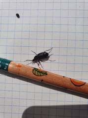 Licinus depressus