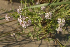 Cakile maritima