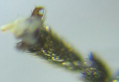 Empria parvula