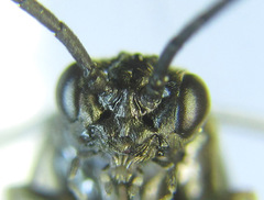 Empria parvula
