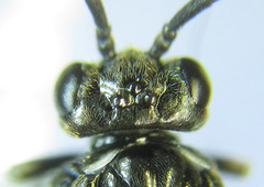 Empria parvula
