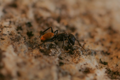 Camponotus chilensis