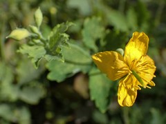 Chelidonium majus