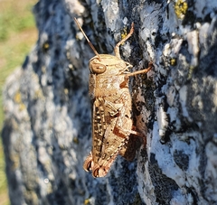 Calliptamus barbarus