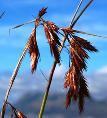 Thamnochortus lucens