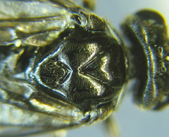 Empria parvula