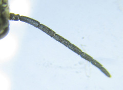 Empria parvula