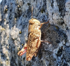 Calliptamus barbarus