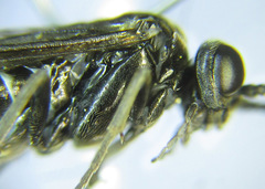 Empria parvula