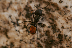 Camponotus chilensis