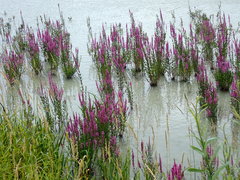 Lythrum salicaria