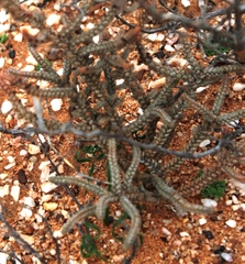 Crassula muscosa muscosa