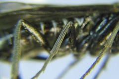 Empria parvula