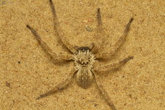 Palystella