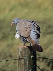 Columba palumbus