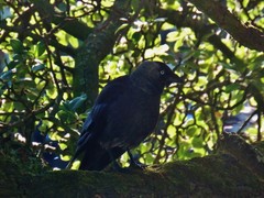 Corvus monedula