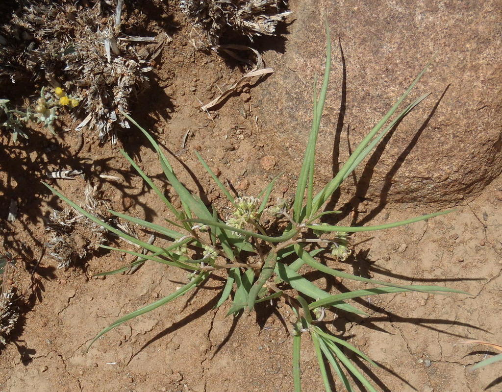 Stenostelma
