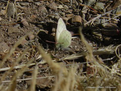 Colias blameyi