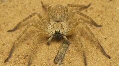 Palystella