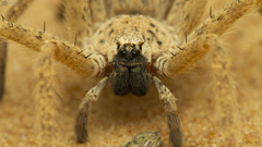 Palystella