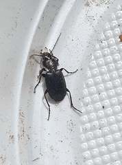 Licinus depressus