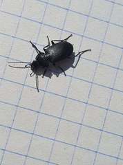 Licinus depressus