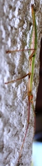 Macynia labiata