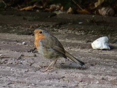 Erithacus rubecula