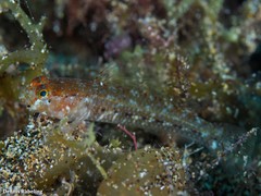 Vanneaugobius canariensis