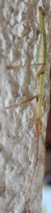 Macynia labiata
