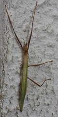 Macynia labiata