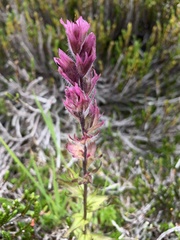 Castilleja parviflora parviflora