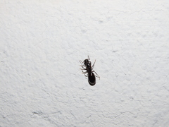Camponotus foreli